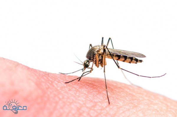 مرض الملاريا .. الأسباب، الأعراض والعلاج