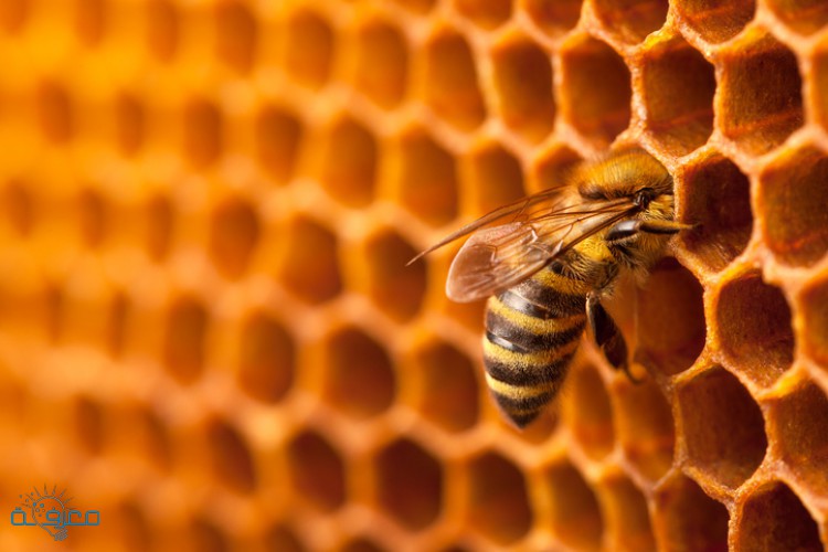 فوائد صمغ النحل