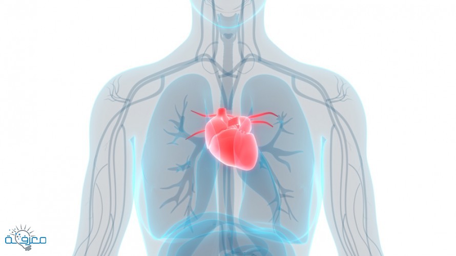 ما هو ضعف عضلة القلب