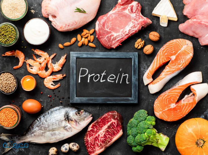مصادر البروتين الطبيعية